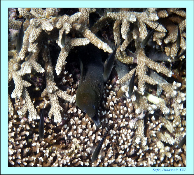 2011 - 08 - Borneo - Sipadan 008